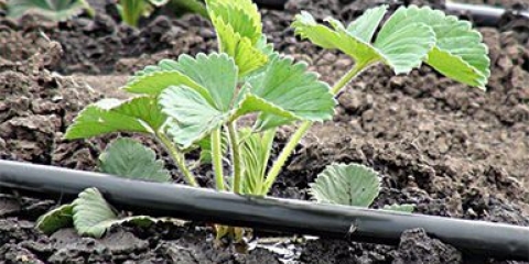 Kako se brinuti o jagodama